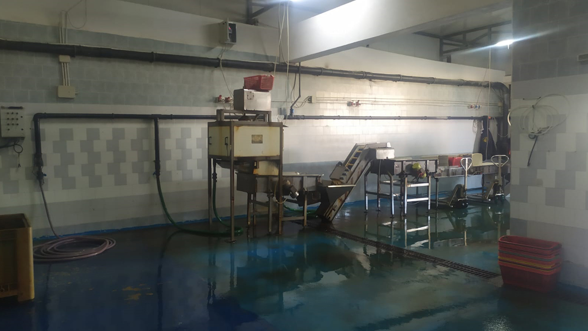 spedizione frutti mare messina