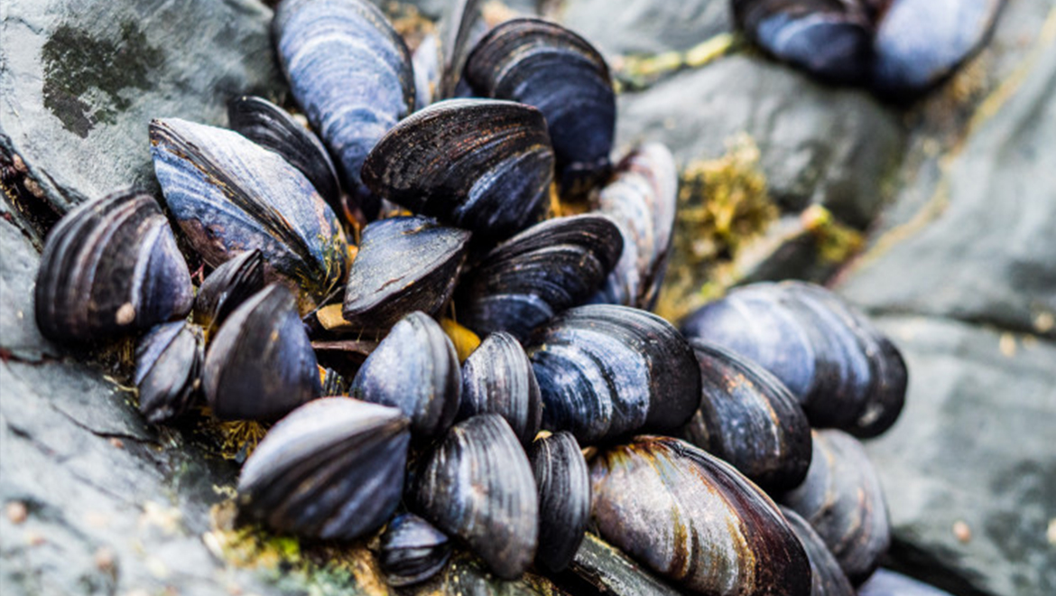 Export e Spedizione Frutti di Mare e Molluschi Bardetta Messina